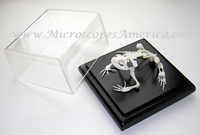 Educational Specimens Toad Skeleton Bufo melanostictus 51002